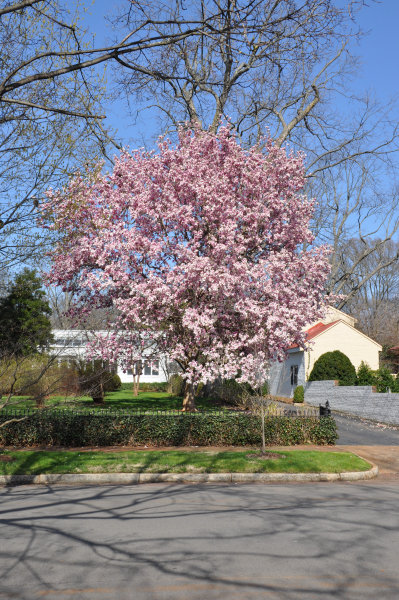 517 Franklin Street SE